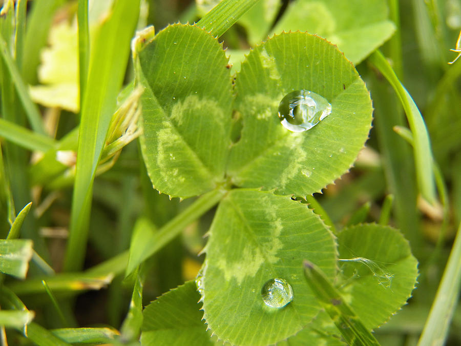 Water Droplets on Clover Photograph by Corinne Elizabeth Cowherd
