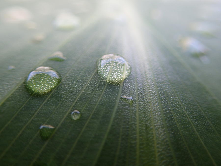 Water Droplets on Green Leaf Digital Art by Geoff Strehlow