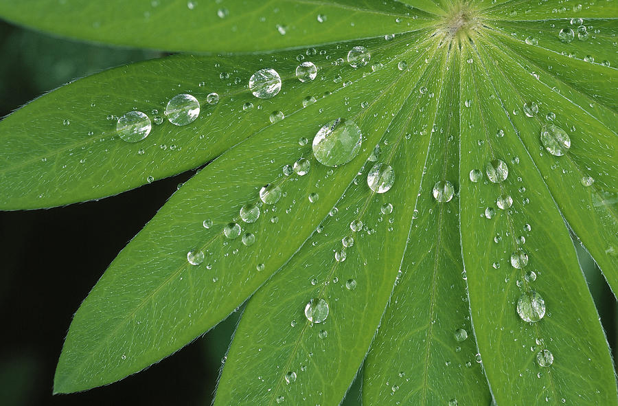 Water Droplets On Green Leaves Photograph by Duncan Usher