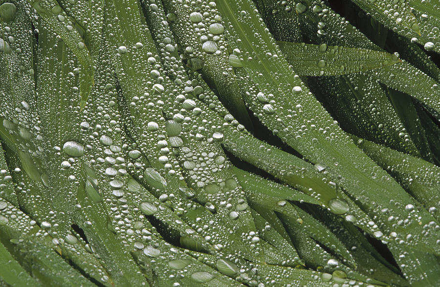 Water Droplets On Iris Leaves Photograph by Gerry Ellis