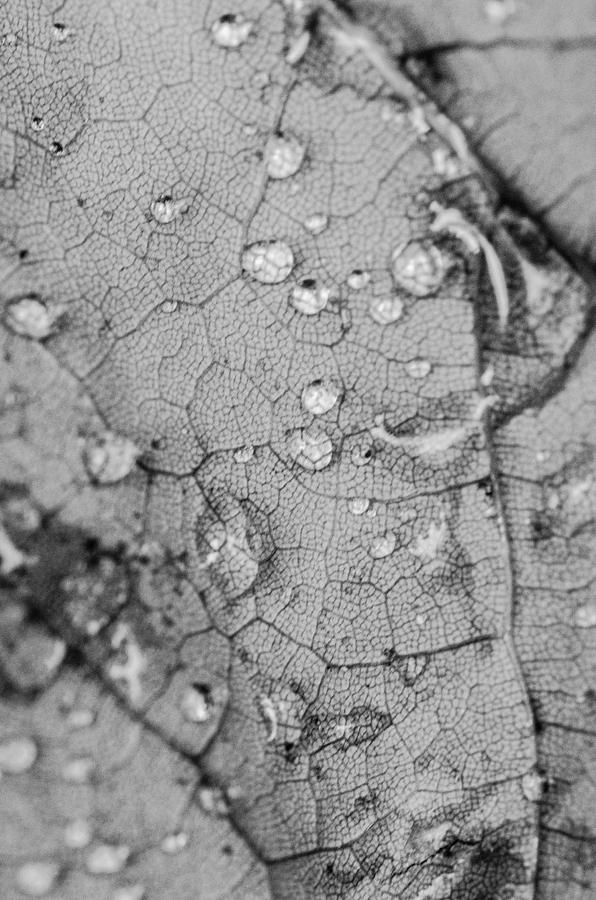 Water Droplets on Leaf Photograph by Beth Venner