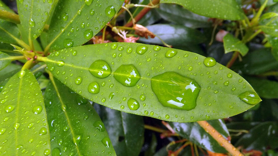 Water Droplets On Leaf Photograph by Joyce  Wasser