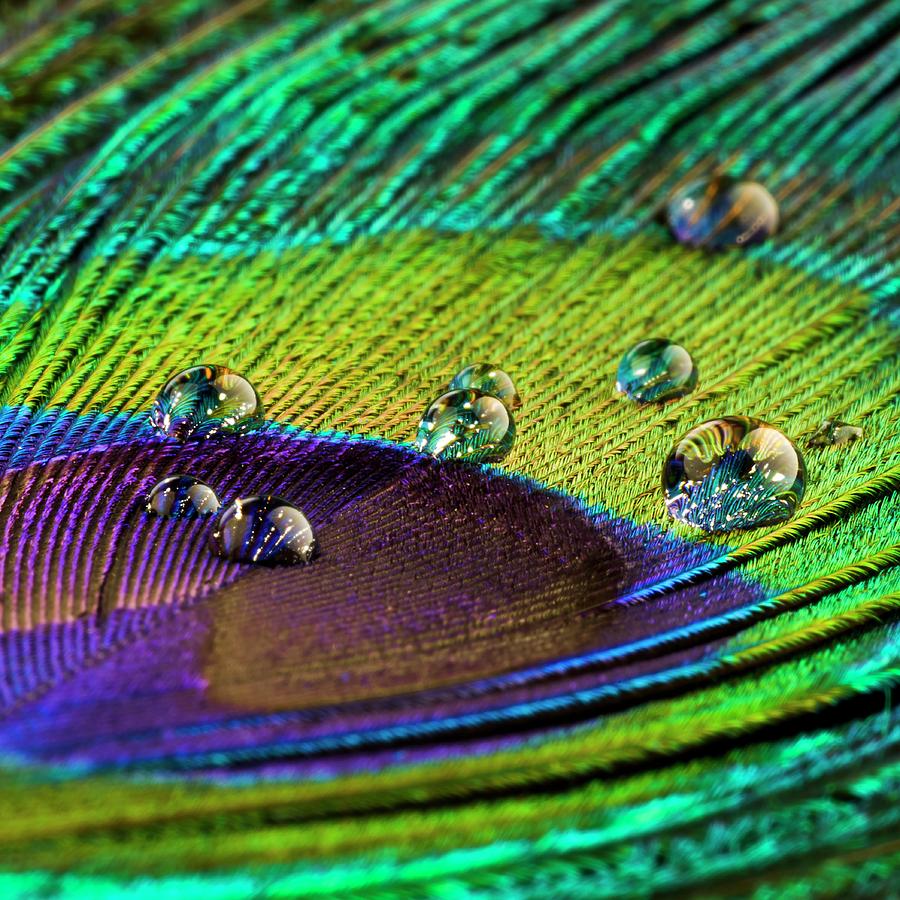 Water Droplets On Peacock Feather Photograph by Science Photo Library