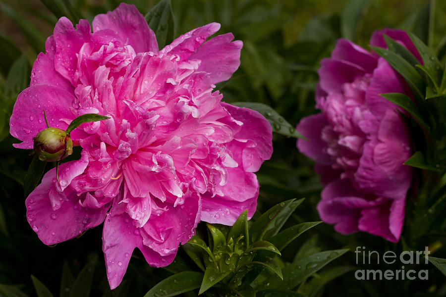 Water Droplets on Peonies Photograph by Lena Auxier