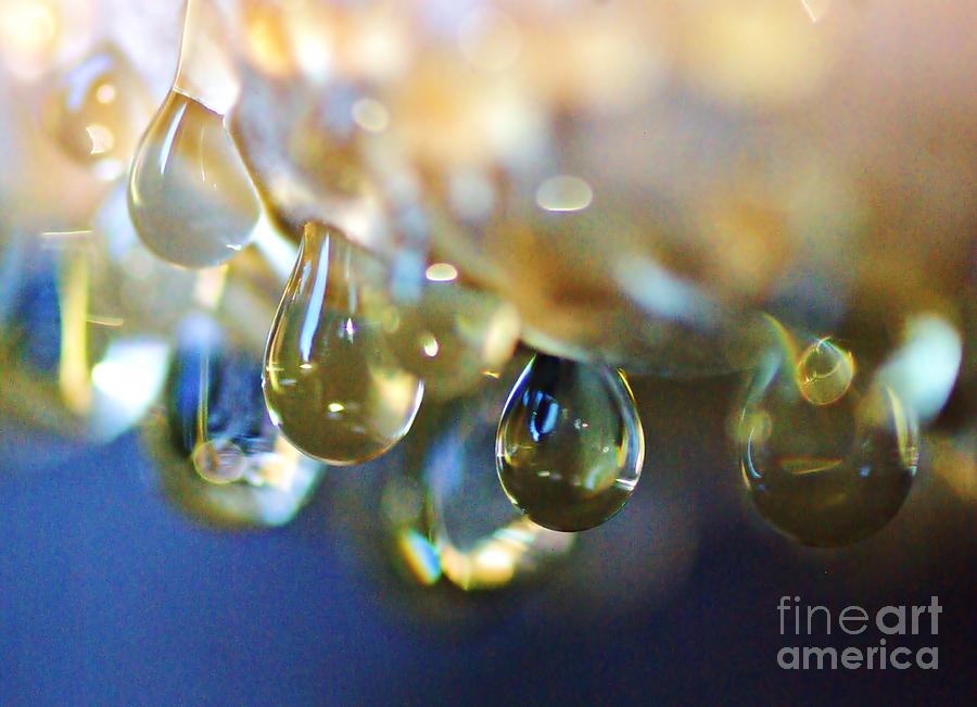 Water drops Photograph by Amalia Suruceanu