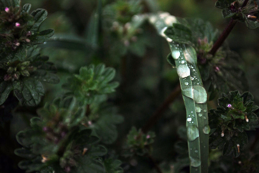 Grass Photograph - Water Drops  by Amelia Albrick