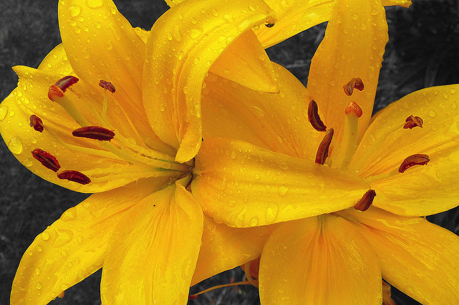 Rain Drops And Lilies Photograph by Dan Myers