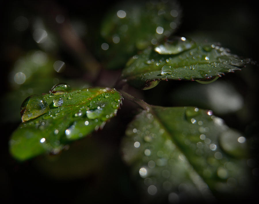 Water Drops Photograph by Craig Incardone