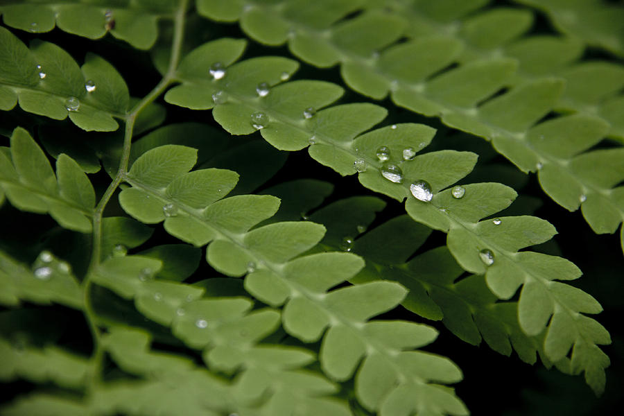Water Drops  Photograph by Lindsey Weimer