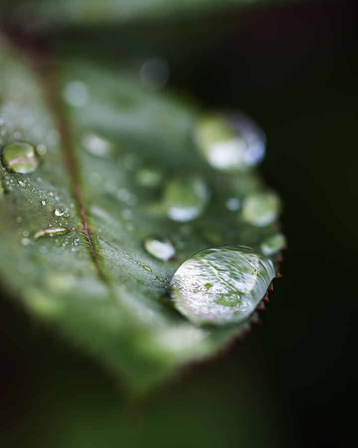 Spring Photograph - Water drops macro by Vishwanath Bhat