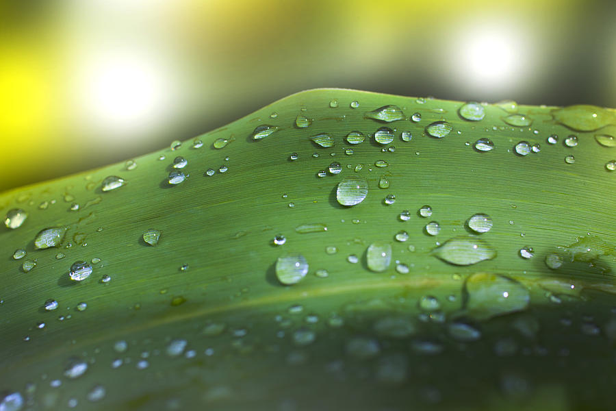 Nature Photograph - Water Drops by Martin Joyful