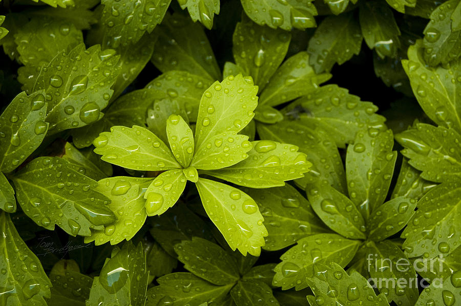 Water Drops New Growth Photograph by Tom Brickhouse