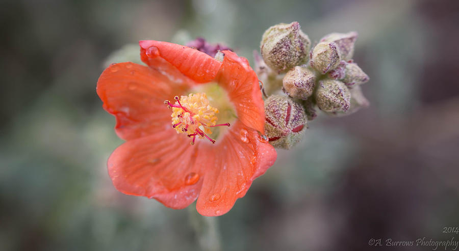 Water Drops on a Globemallow Photograph by Aaron Burrows