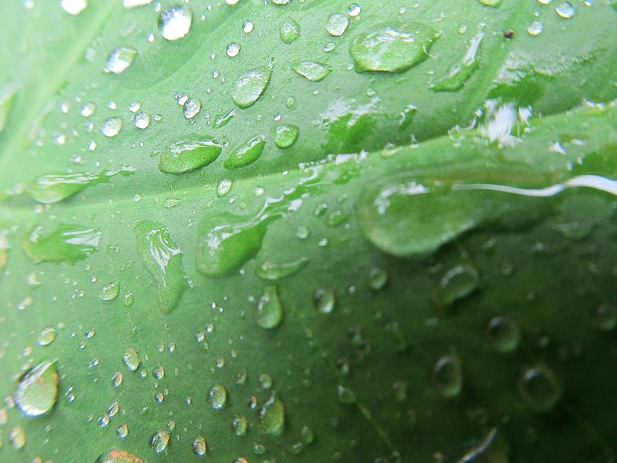 Nature Photograph - Water Drops on a Leaf by Melinda Saminski