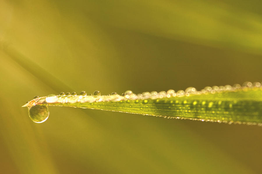 Spring Photograph - Water Drops on a Leaf by Peggy Collins