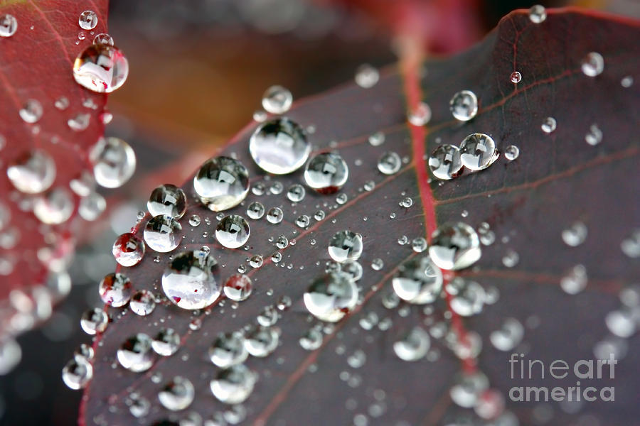 Water drops on Cotinus Photograph by Simon Bratt Photography LRPS