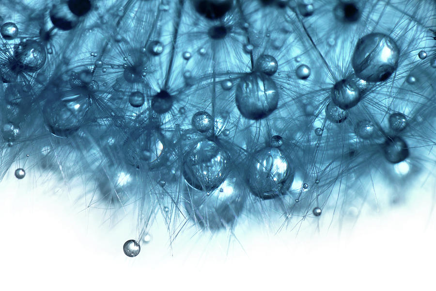 Water Drops On Dandelion Photograph by Moncherie