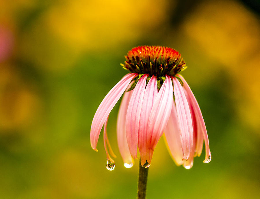 Water Drops on Echinacea Flower Photograph by Teri Virbickis