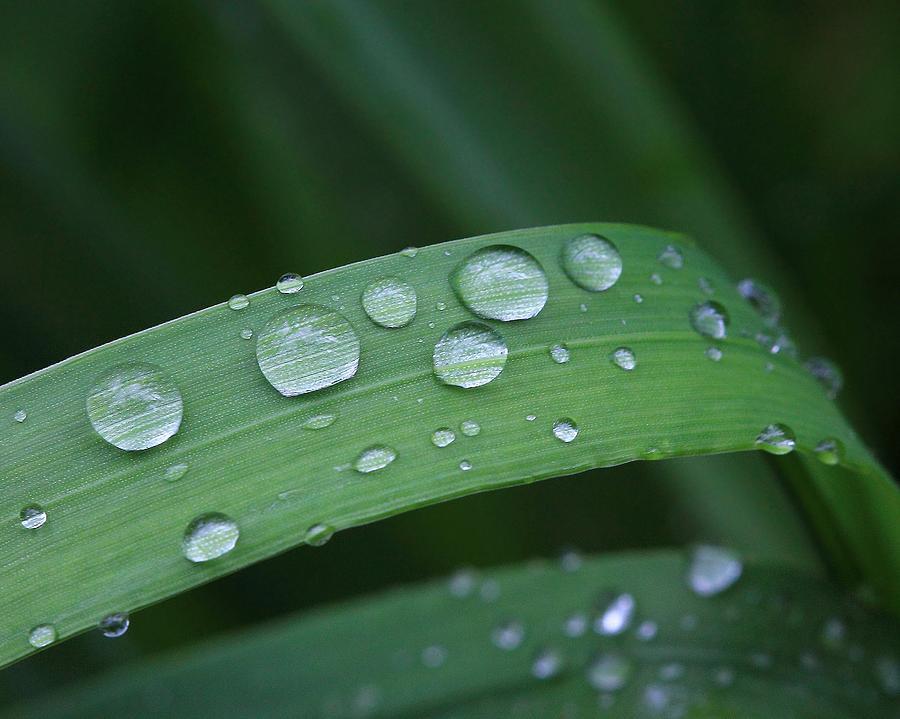 Water Drops on Grass Photograph by Angela Murdock