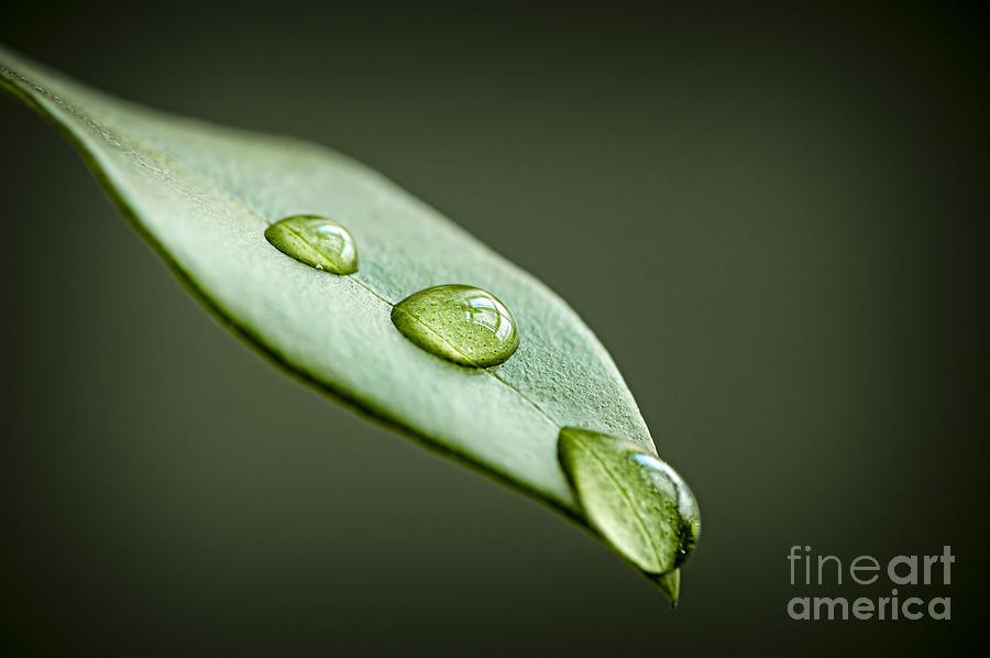 Nature Photograph - Water drops on green leaf by Elena Elisseeva