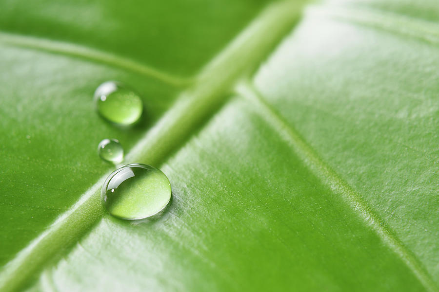 Water Drops On Green Leaf Photograph by Yagi Studio