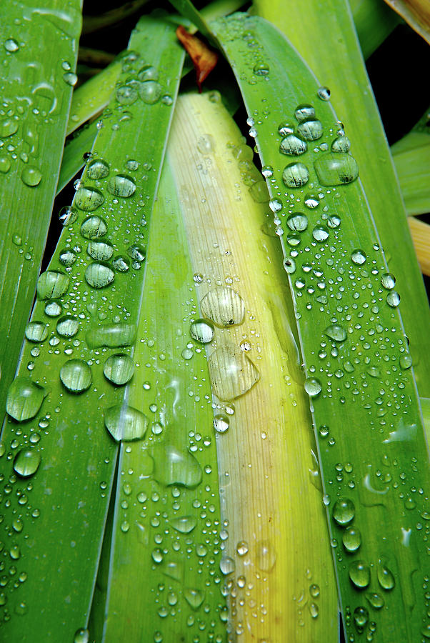 Water Drops On Iris Leaves In Boulder Photograph by Celin Serbo - Fine ...