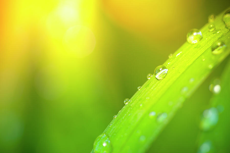 Water Drops On Leaf With Sunbeam In Photograph by Pawel.gaul