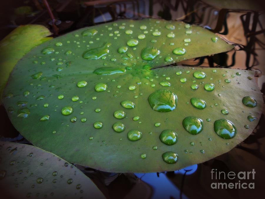Water Drops On Lily Pad Photograph by Renee Trenholm