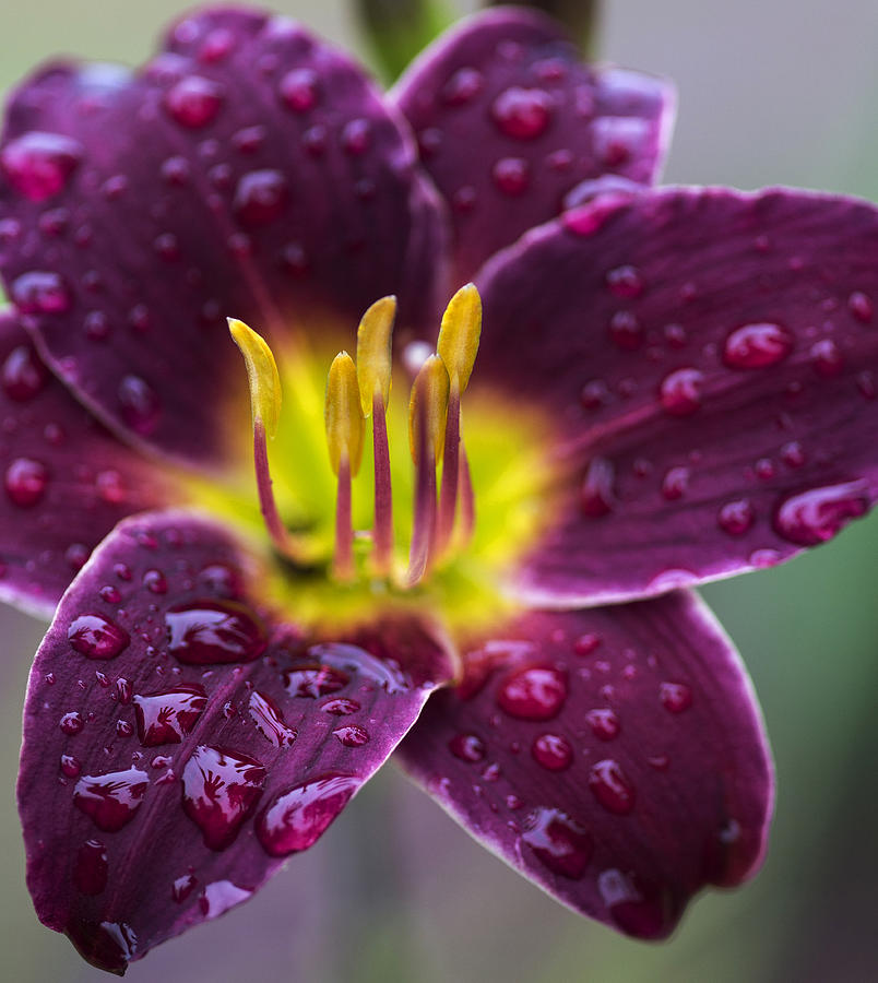 Water Drops On Lily  Photograph by Paul DeRocker