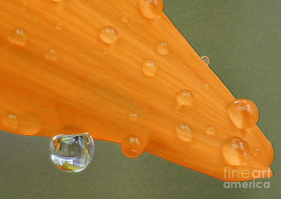Water Drops on Orange Petal Photograph by Nina Silver