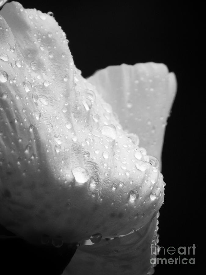 Black And White Photograph - Water Drops on Peony BW by Jon Munson II
