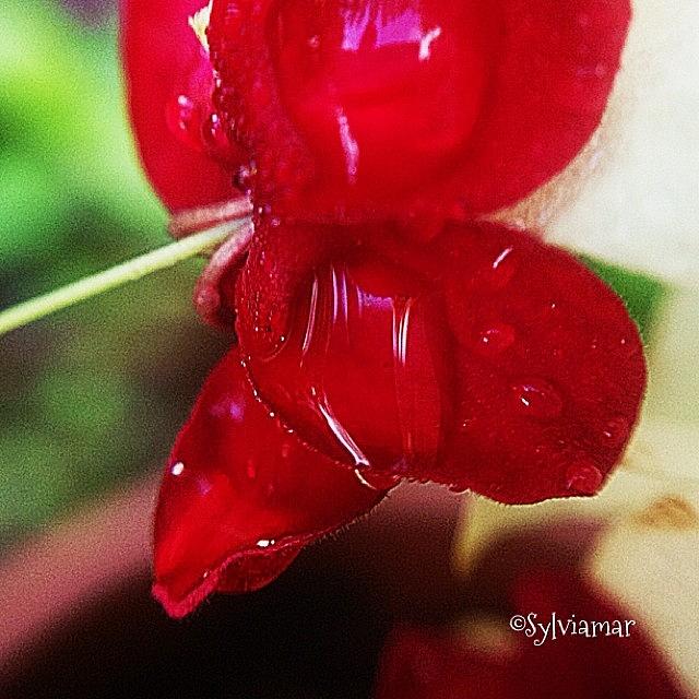 Water Drops On Petals Photograph by Sylvia Martinez