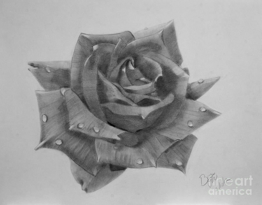  Water Drops On Rose Drawing by Byron Moss