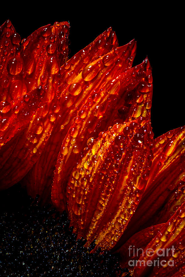Water Drops On Sunflower Photograph