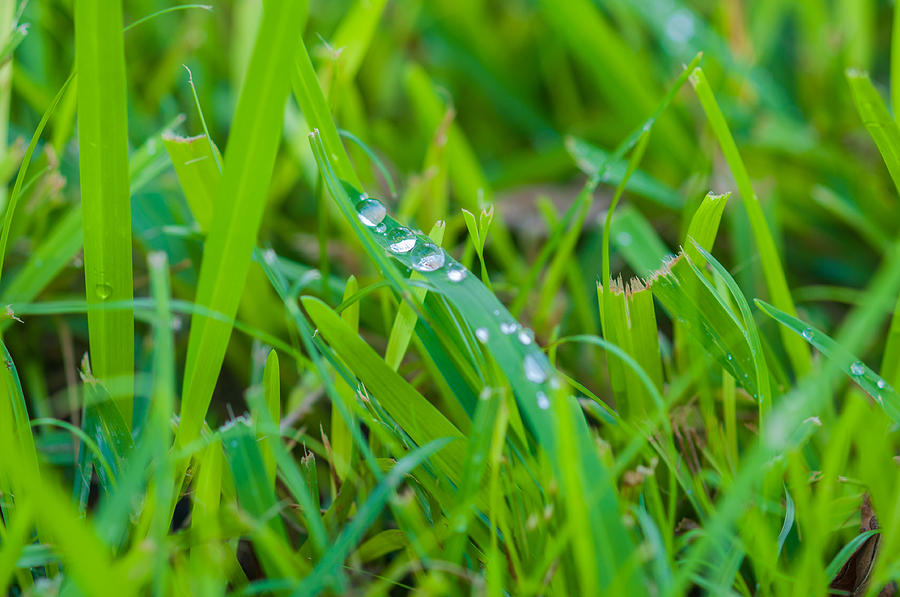 Water Photograph - Water Drops On The  Grass 0017 by Terrence Downing