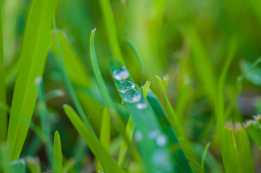Water Photograph - Water Drops On The  Grass 0021 by Terrence Downing