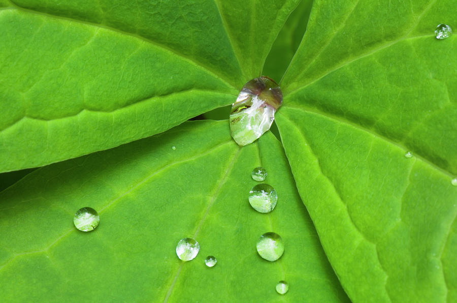 Water Drops On Vanilla Leaf Photograph by Alan Majchrowicz