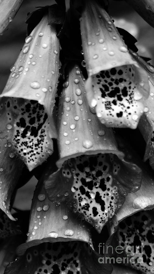 Flower Photograph - Water Drops by Randall Cogle