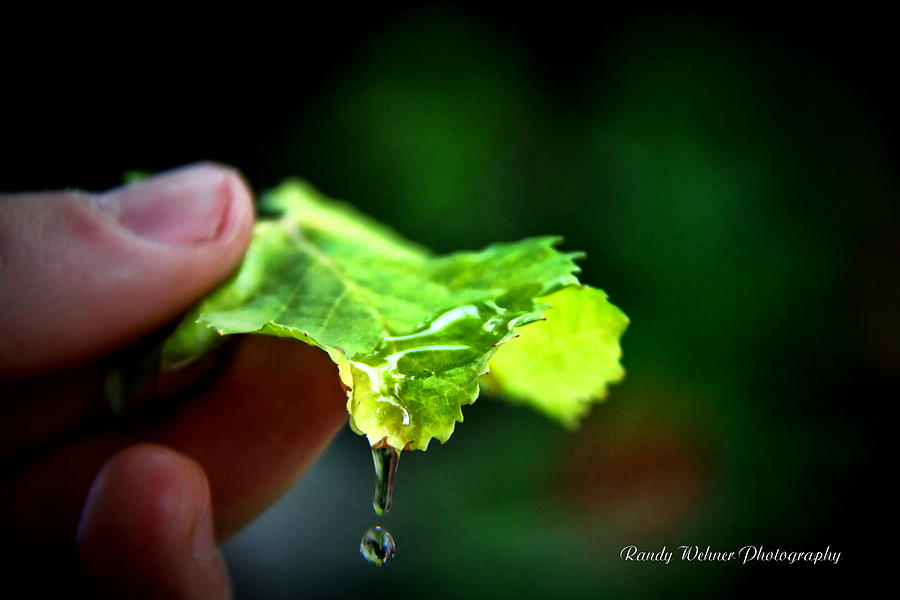 Water Drops Photograph by Randy Wehner