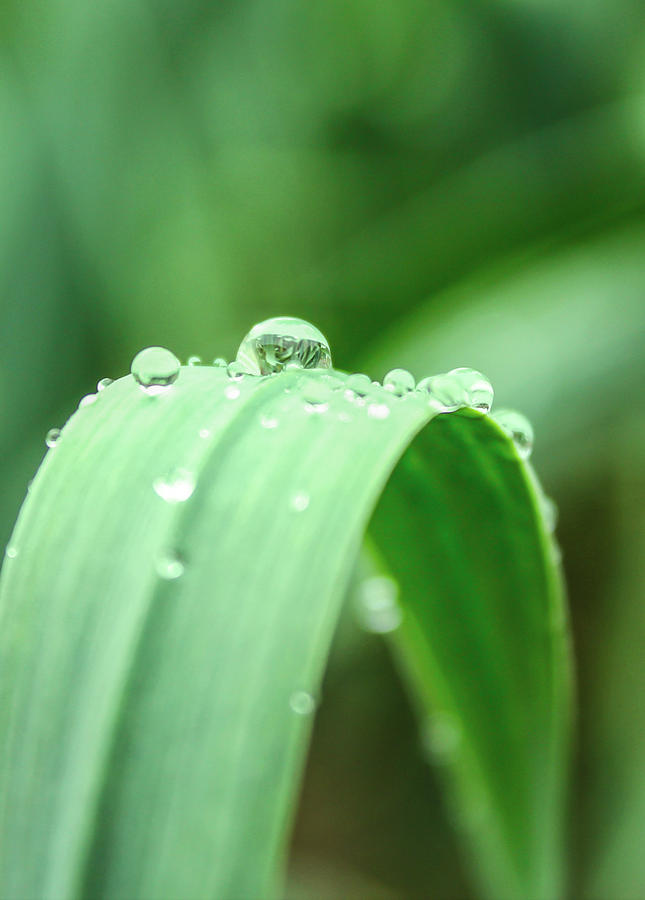 Water drops Photograph by Sarah Fatima - Pixels