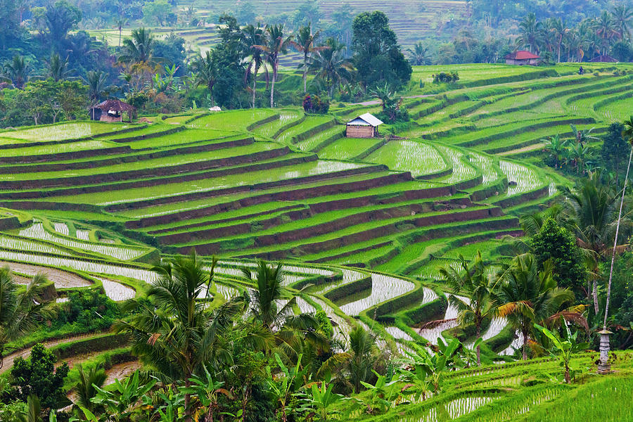 Water-filled Rice Terraces, Bali Photograph by Keren Su