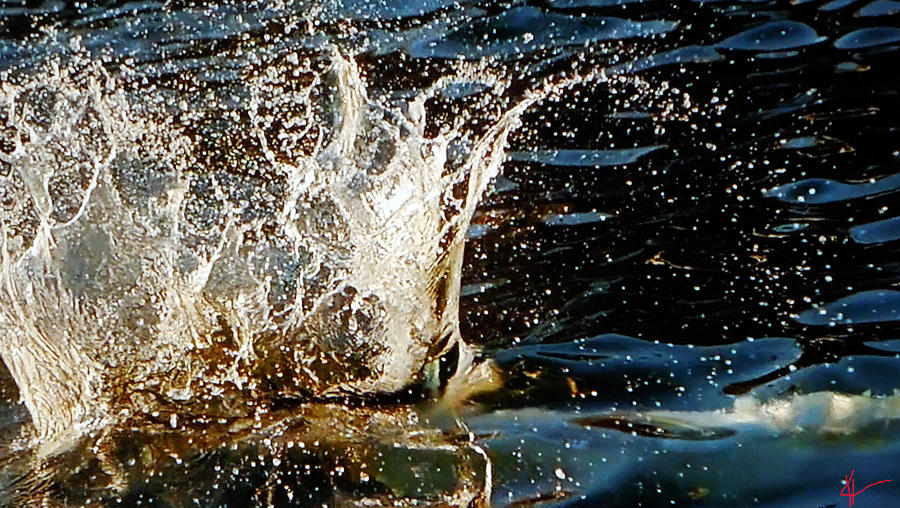Water Flash  Photograph by Colette V Hera Guggenheim