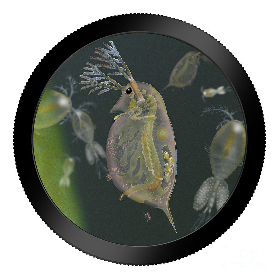 Water Flea - Water Fleas - Daphnia - Wasserfloh - Fine Art Print - Stock Illustration - Stock Image Painting