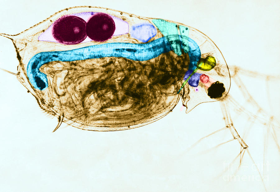 Water Flea, Lm Photograph by Eric V Grave