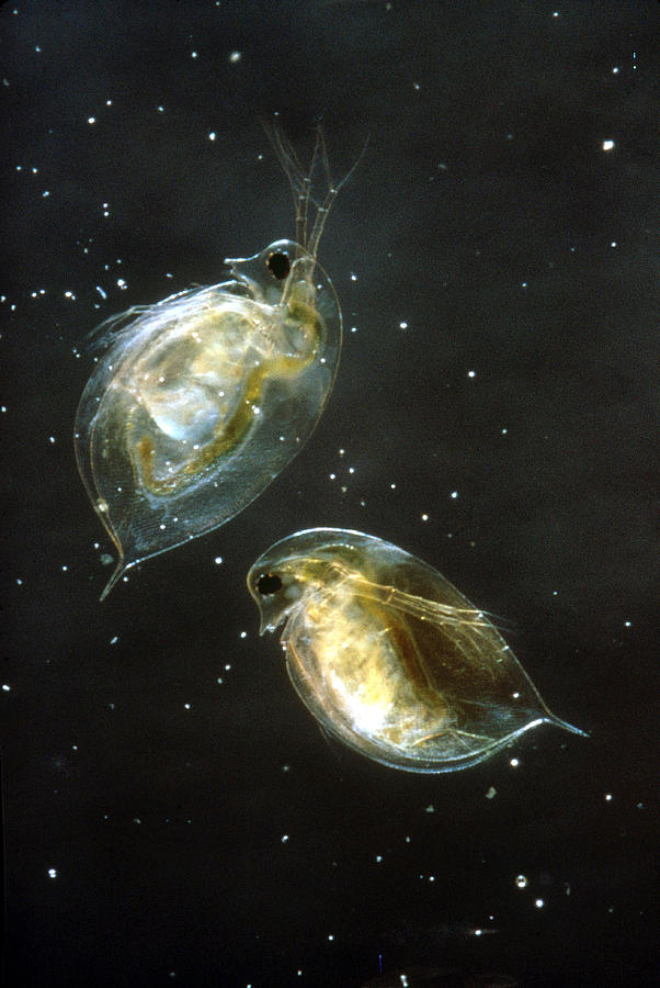 Water Fleas Photograph by Perennou Nuridsany