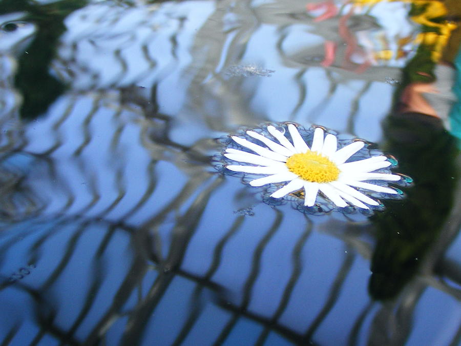 Water Flower Photograph by Michelle Hoffmann