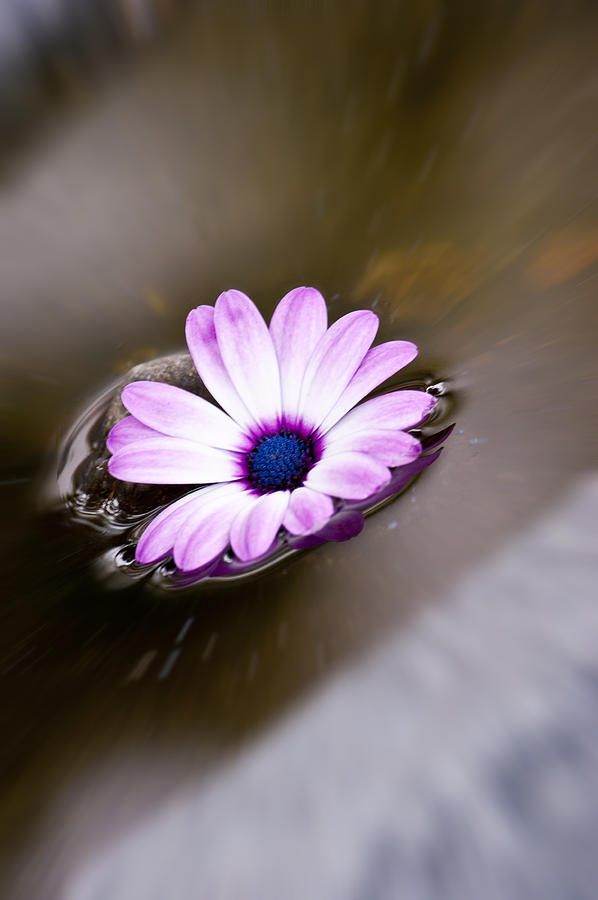 Flowers Still Life Photograph - Water Flower by Rene Larsen
