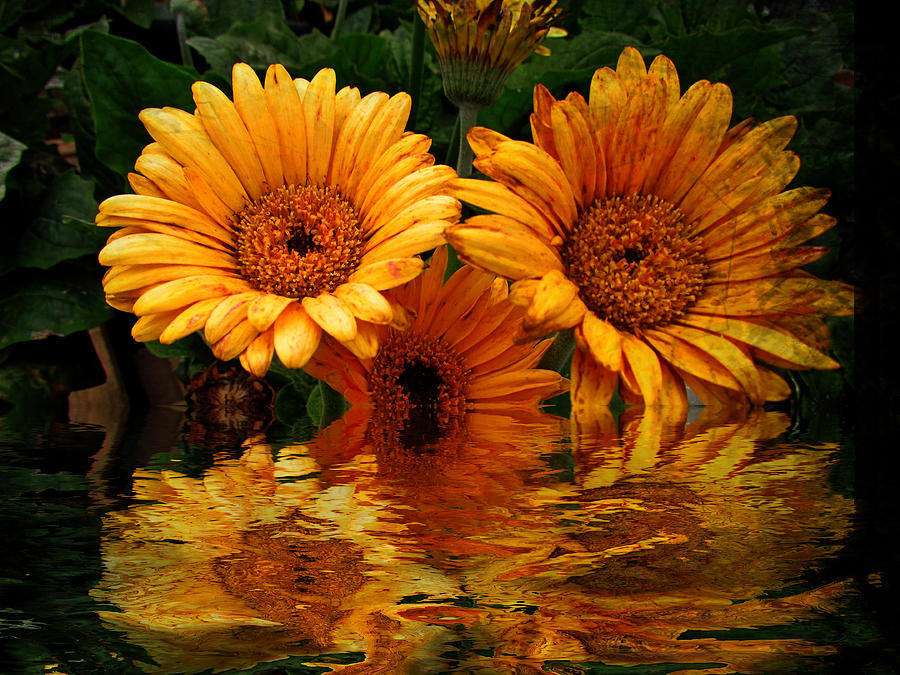 Water Flower Photograph by Shannon Story