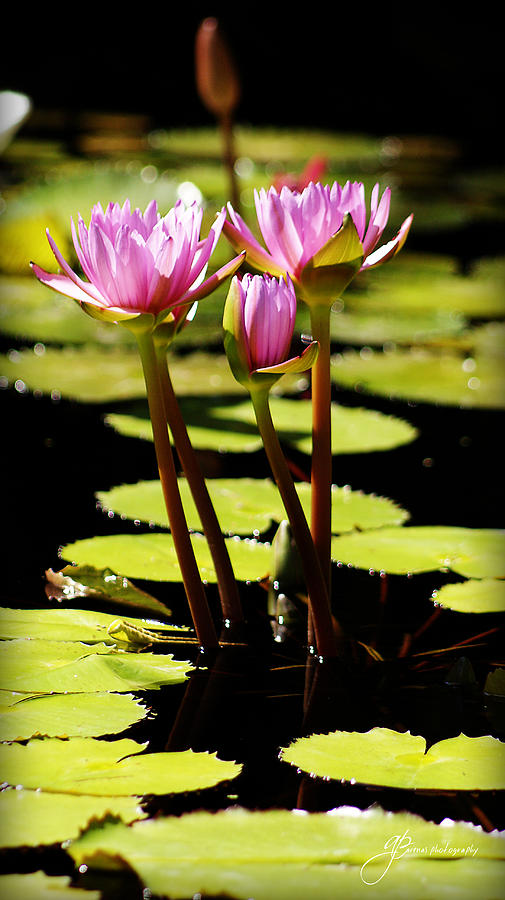 Beautiful Nature by William Arenas Beautiful Nature by William Arenas