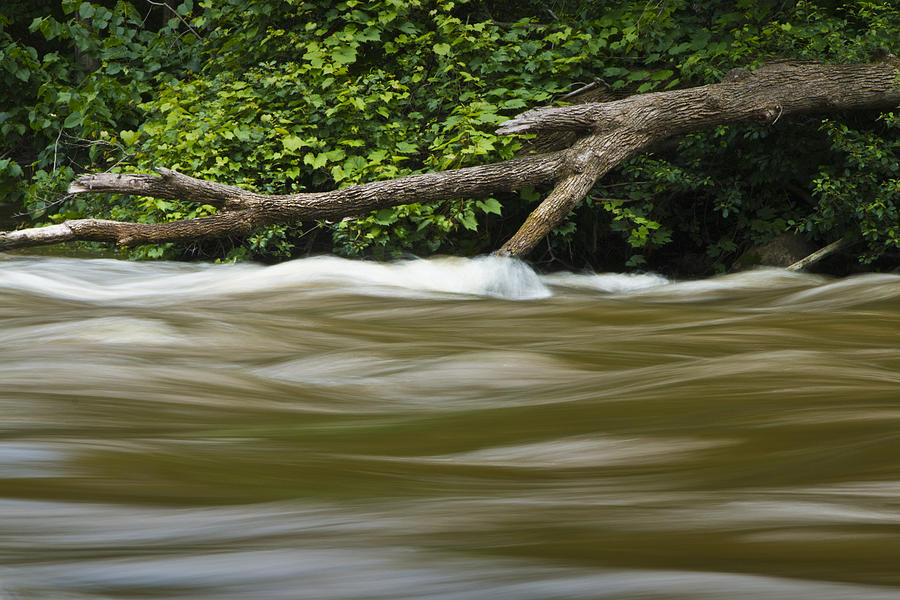 Water Flowing by a Tree Branch on the Thornapple River Photograph by Randall Nyhof